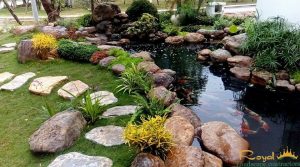 Cảnh Quan Sân Vườn Hồ Cá Koi Bình Dương (9)