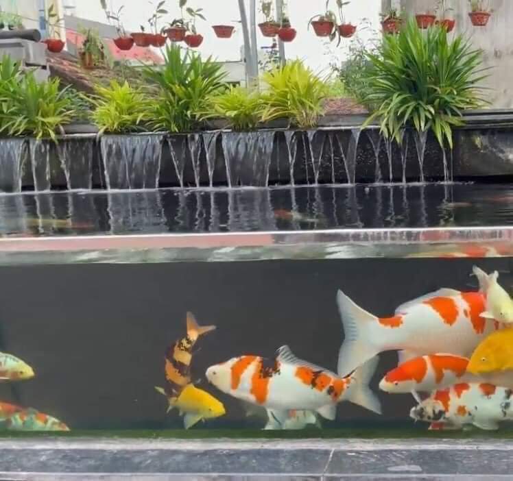 Cung Cấp Cá Koi Nhật Bình Dương
