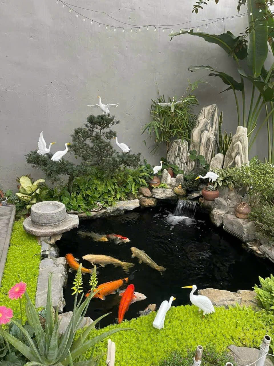 Thiết Kế Thi Công Hồ Cá Koi Bình Dương