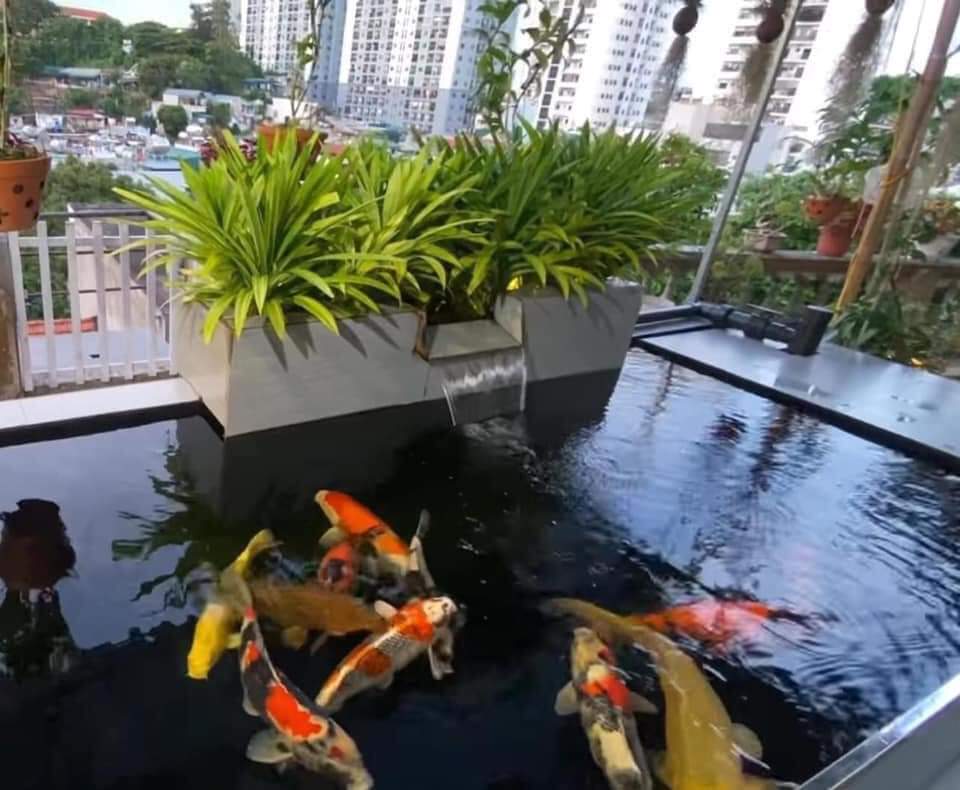 Thiết Kế Thi Công Hồ Cá Koi Bình Dương